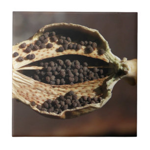 Inside of a Poppy Flower Pod Ceramic Tile