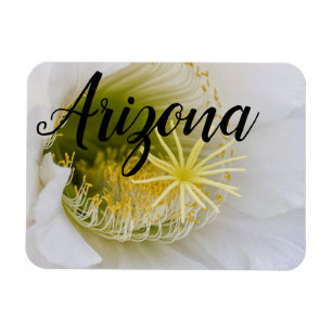 Inside of a White cactus in bloom, Arizona Magnet