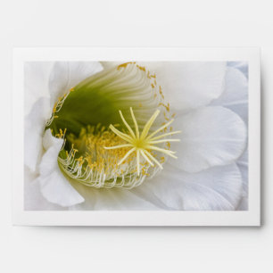 Inside of a white cactus in bloom envelopes