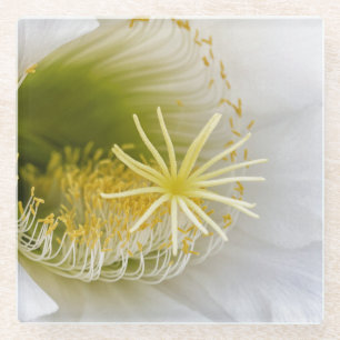 Inside of a white cactus in bloom glass coaster