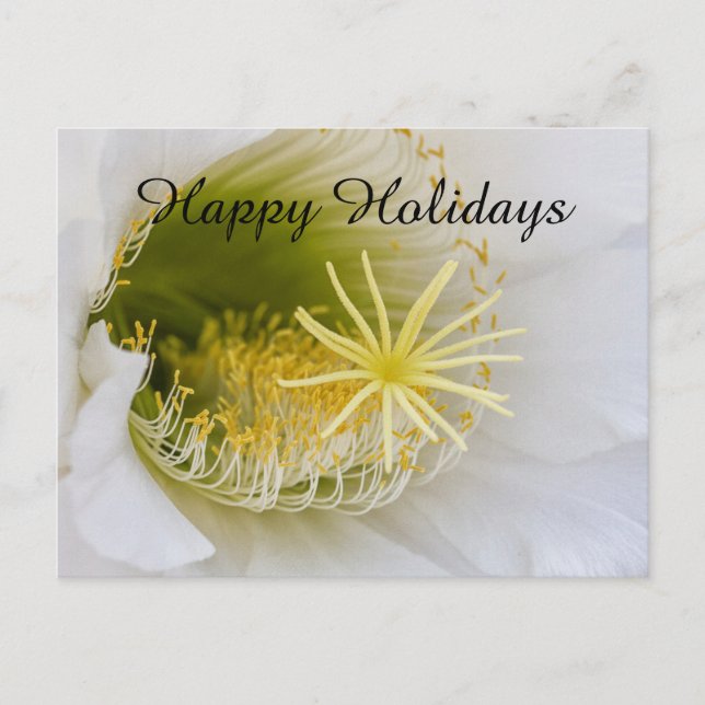 Inside of a white cactus in bloom holiday postcard (Front)