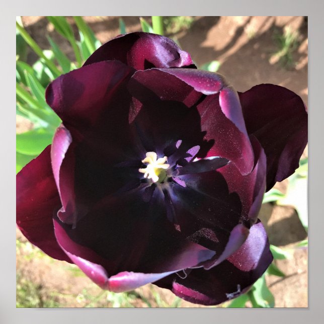 Inside Queen of the Night Tulip Poster (Front)