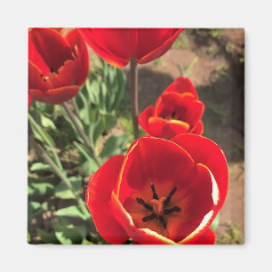 Inside Red Tulips Magnet