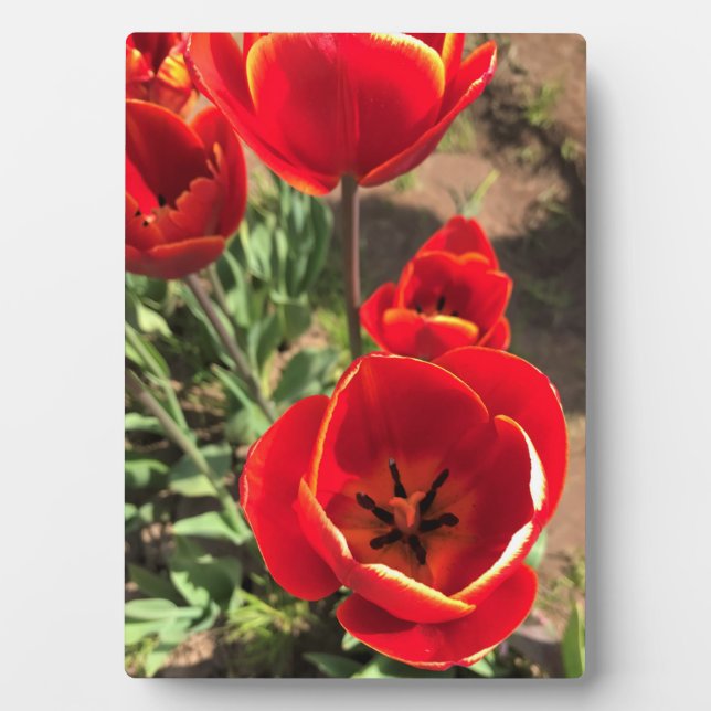 Inside Red Tulips Plaque (Front)