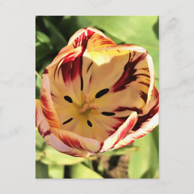 Inside Red & White Tulip Postcard (Front)