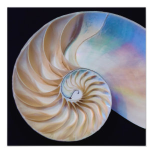 Inside The Nautilus Photo Print