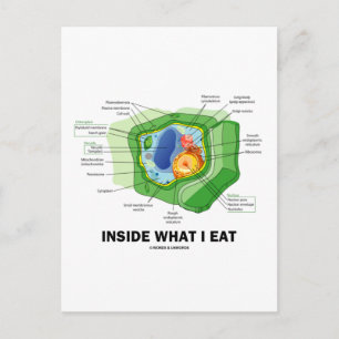Inside What I Eat (Plant Cell Vegetarian Humour) Postcard