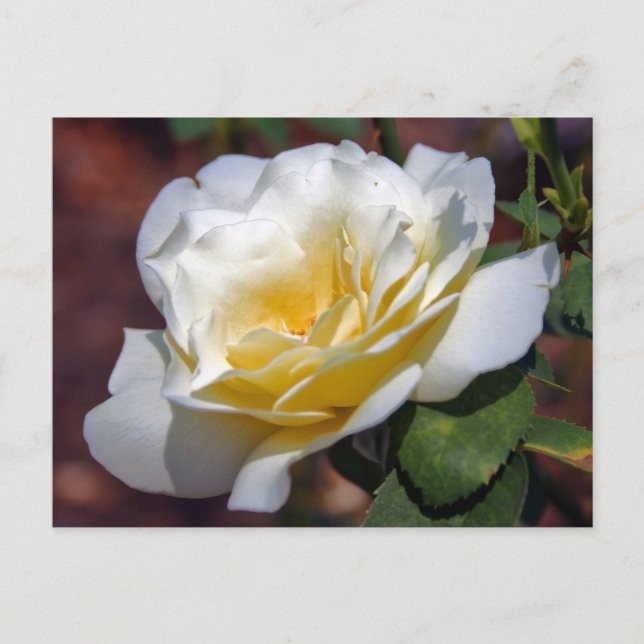 Inspiration Blooming Postcard (Front)