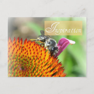 Inspiration Echinacea and Bee Post Card