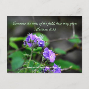 Inspiration scriptureflower postcard wilderness