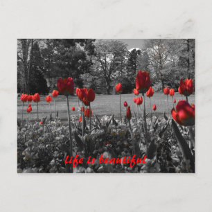 Inspirational Black and White with Red Tulips Postcard