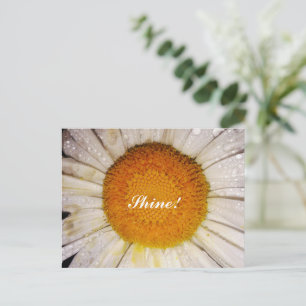 Inspirational Daisy with Dew Drops - Shine! Postcard