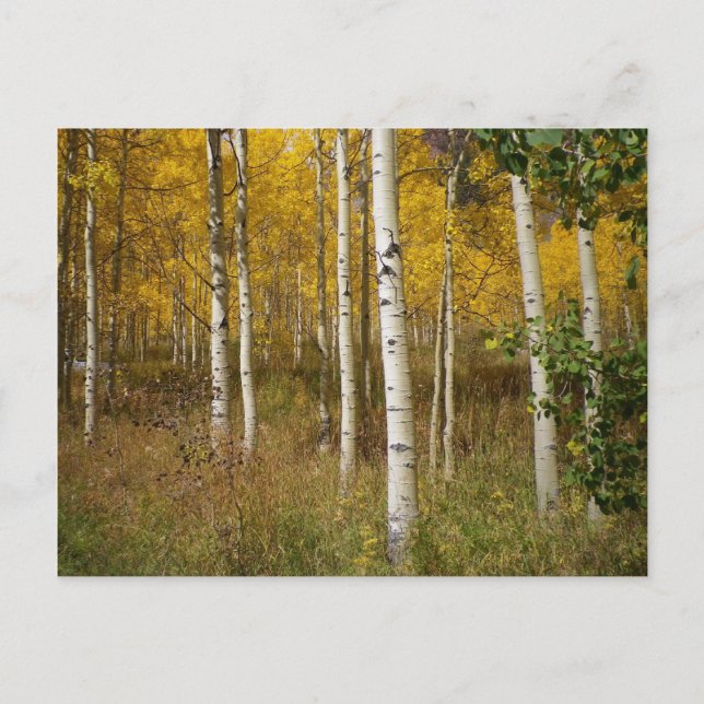 Inspirational Postcard (Front)