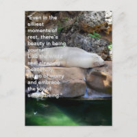 Inspirational: Sleeping White Sea Lion On Rocks,