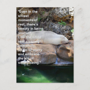 Inspirational: Sleeping White Sea Lion On Rocks, Postcard