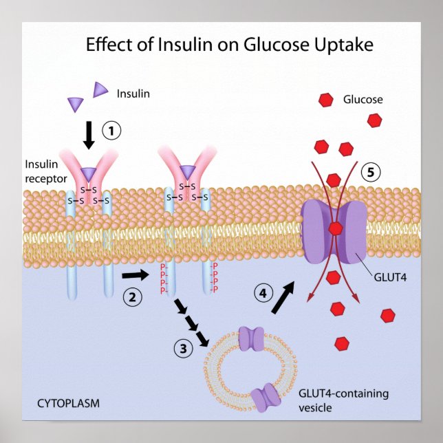Insulin and Glucose uptake Poster (Front)