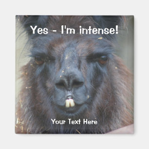 Intense Black Llama Funny Animal Magnet