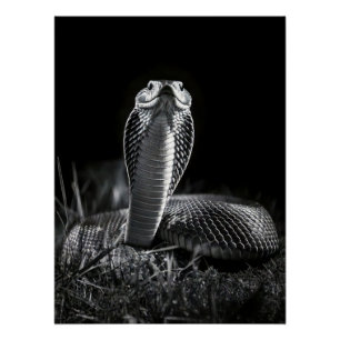  Intense Black & White King Cobra Fine Art Print  