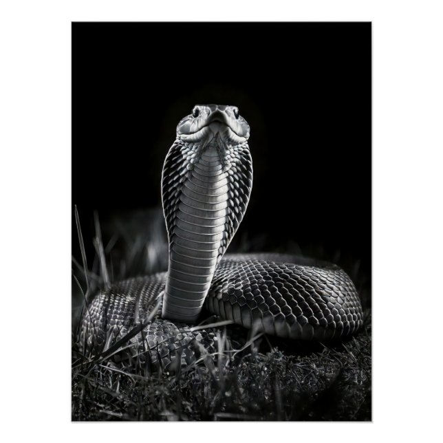 Intense Black & White King Cobra Fine Art Print | (Front)