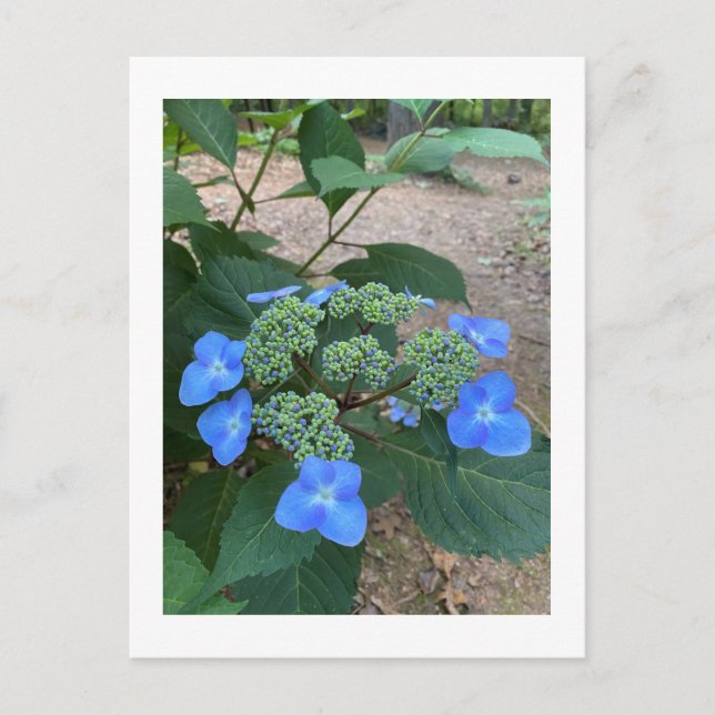 Intense Blue Lacecap Hydrangea Postcard (Front)