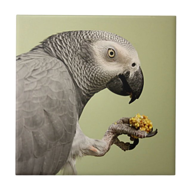Intense Congo African Grey Parrot Snacking Ceramic Tile (Front)