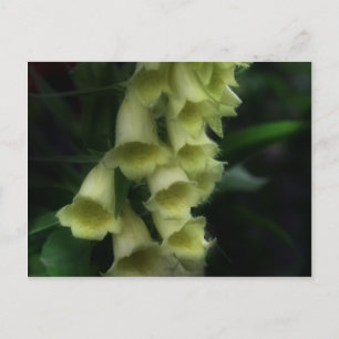 Intense Foxgloves Flower Postcard