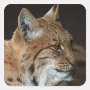  Intense Gaze: Close-up of a Lynx Square Sticker