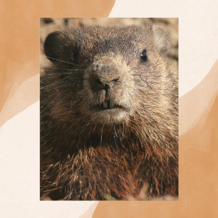 Intense Groundhog Close-Up Wildlife Postcard