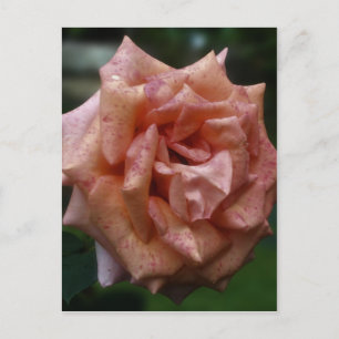 Intense Peach Rose In Bloom Flower Postcard