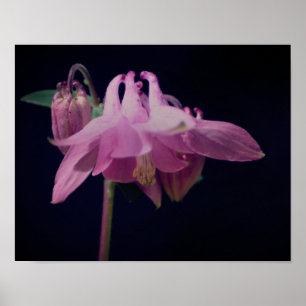 Intense Pink Columbine Flower Close Up Poster