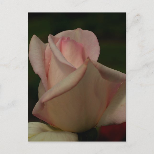 Intense Pink Rosebud Flower Postcard (Front)