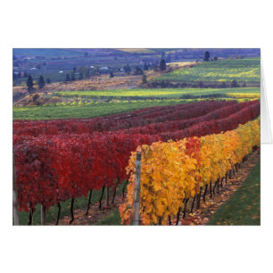 Intense red and yellow fall colours on Gehring