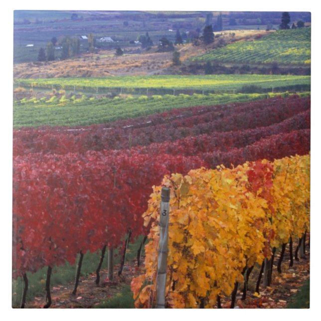 Intense red and yellow fall colours on Gehring Ceramic Tile (Front)
