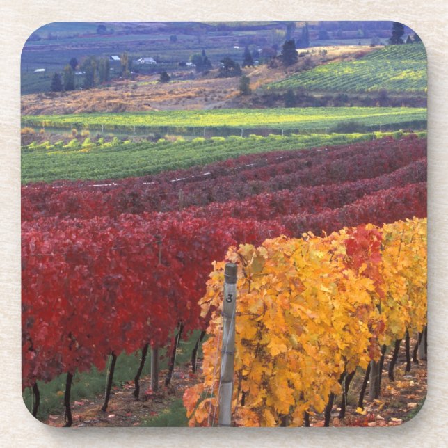 Intense red and yellow fall colours on Gehring Coaster (Front)