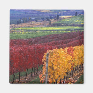 Intense red and yellow fall colours on Gehring Magnet