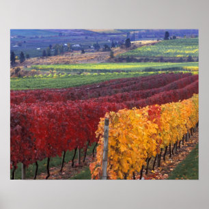 Intense red and yellow fall colours on Gehring Poster