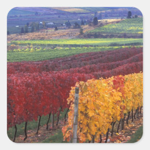 Intense red and yellow fall colours on Gehring Square Sticker