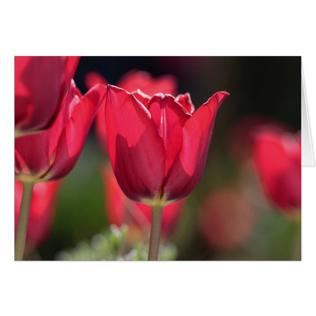 Intense Red Tulip (Front Horizontal)