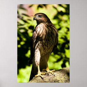 Intense Stare Poster