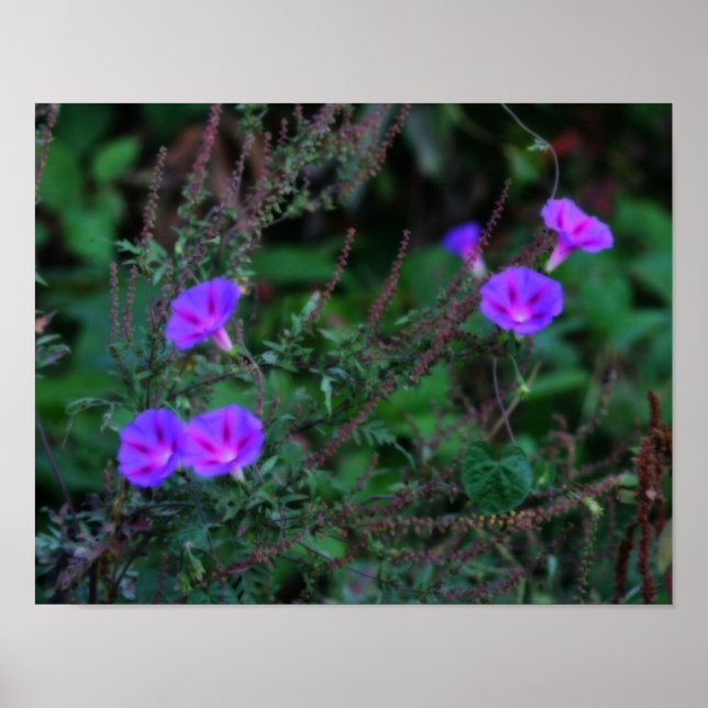 Intense Wild Morning Glory Flowers Orton Art Poster (Front)