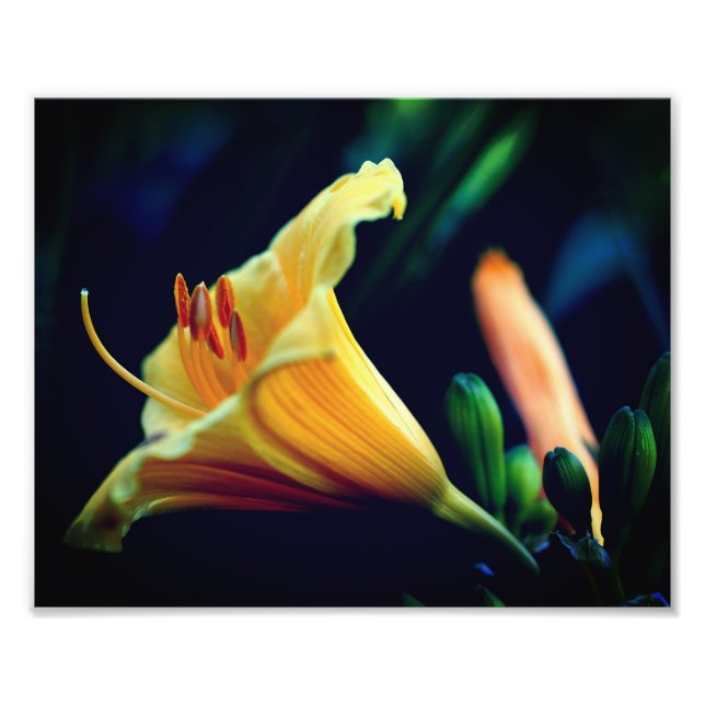 Intense Yellow Lily Flower 8x10 Photo Print (Front)