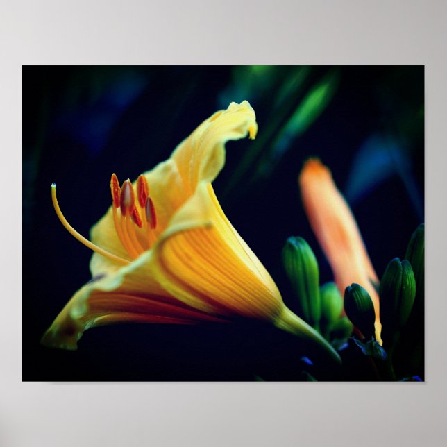 Intense Yellow Lily Flower Poster (Front)