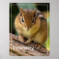 Intensity Chipmunk Stare