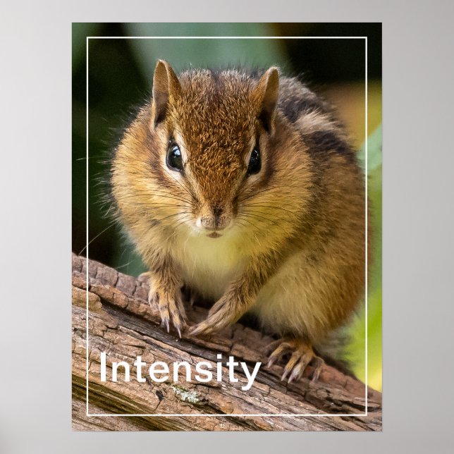 Intensity Chipmunk Stare Poster (Front)
