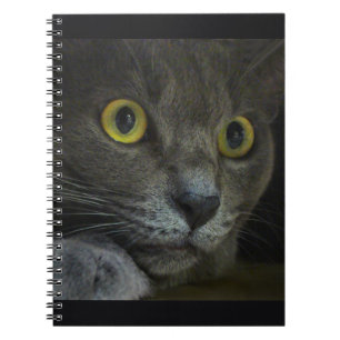 Intensity Notebook