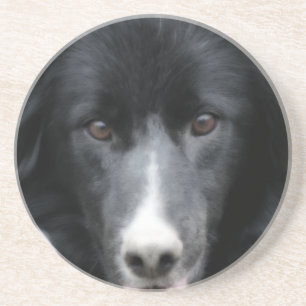 Intent Border Collie Face Dog Animal Coaster