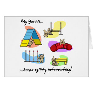 Interesting Yorkie Agility