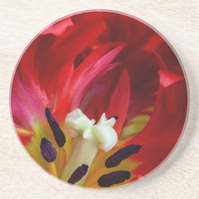 Interior of parrot tulip flower coaster (Front)
