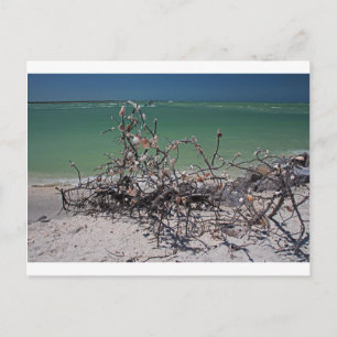 Interlaced Infatuation Postcard