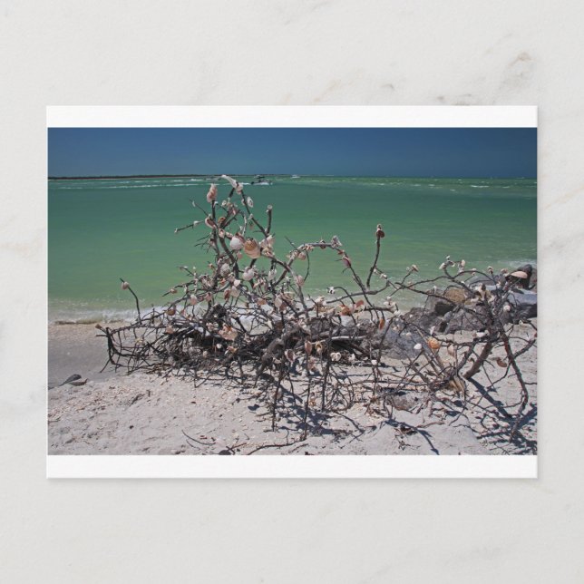 Interlaced Infatuation Postcard (Front)